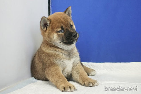成約済の愛知県の柴犬-267708の5枚目